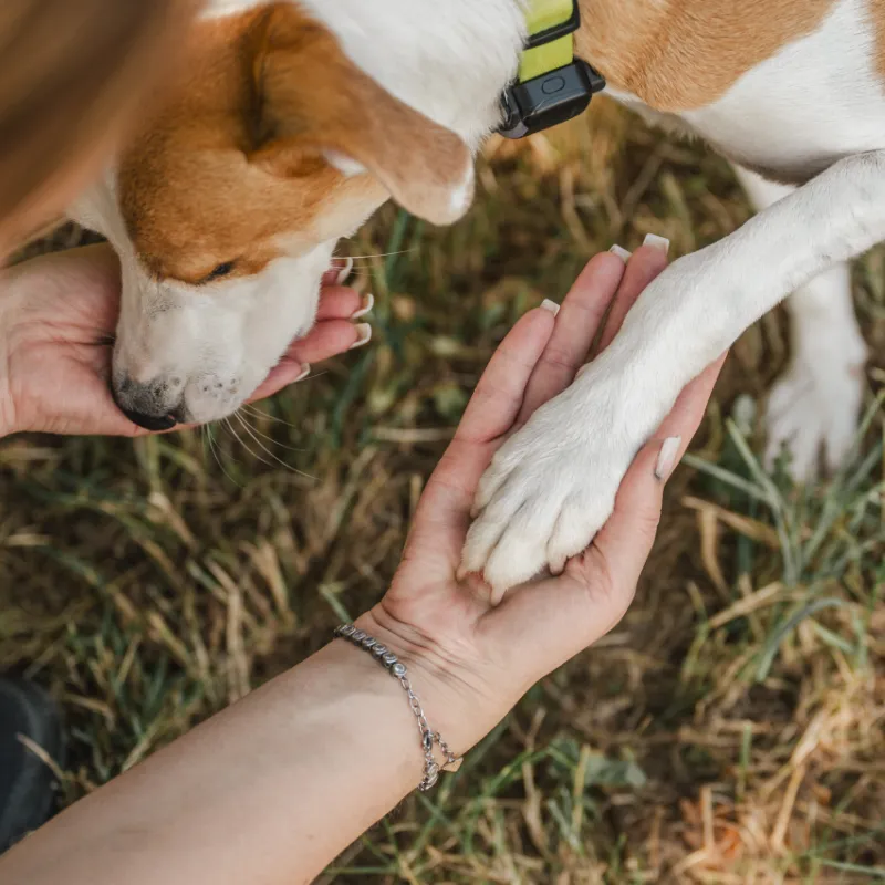 sanfte-wege-fuer-hunde