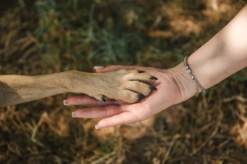 hunde-pfote